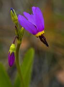 Poet's Shooting Star, Dodocatheon poeticum